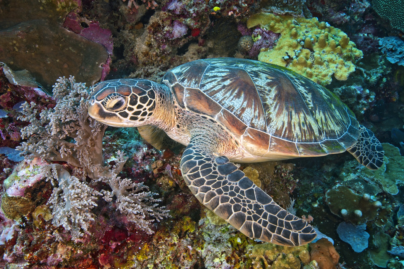 green turtle